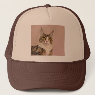 Maine Coon Tabby kitten photograph