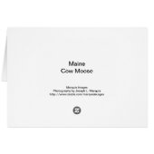 Maine Cow Moose Cards (Back Horizontal)