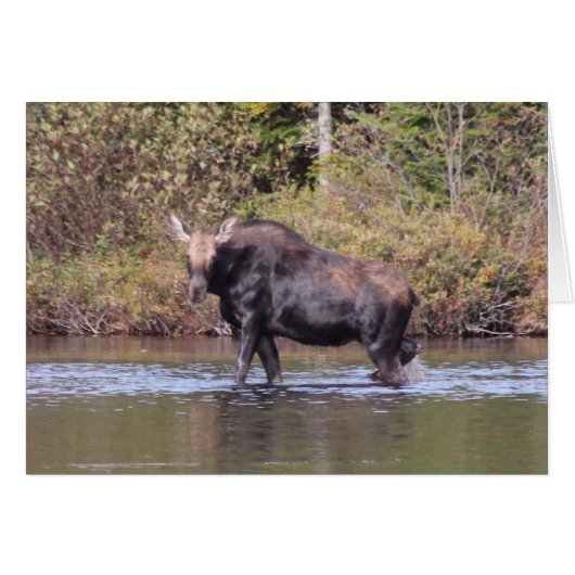 Maine Cow Moose Cards (Front Horizontal)