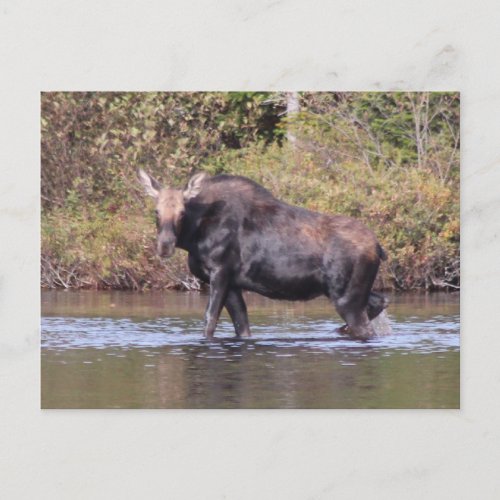 Maine Cow Moose Postcard