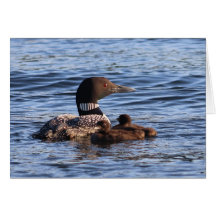 Maine Loon with babies Card