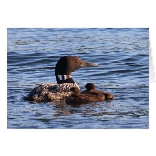 Maine Loon with babies Card (Front Horizontal)