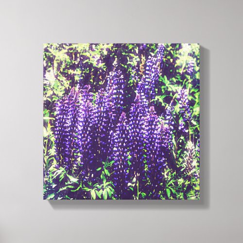 Maine Lupine Flowers Square Wrapped Canvas