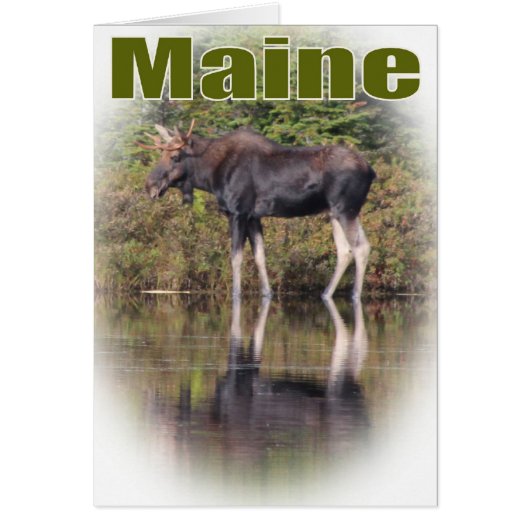 Maine Moose Cards (Front)