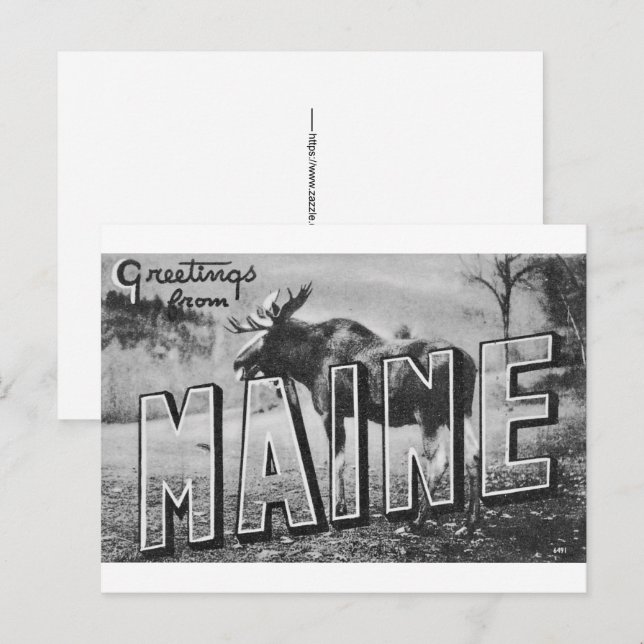 Maine Moose  Postcard (Front/Back)