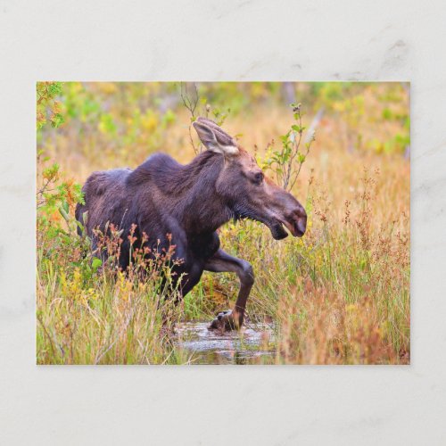 Maine Moose Postcard