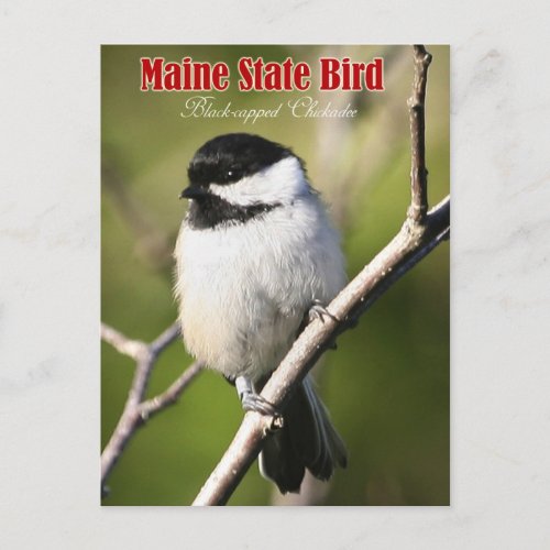 Maine State Bird _ Black_capped Chickadee Postcard