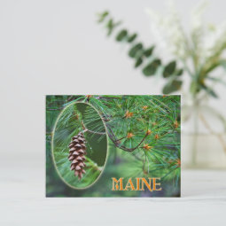 Maine State Flower: White Pine Cone and Tassel Postcard | Zazzle