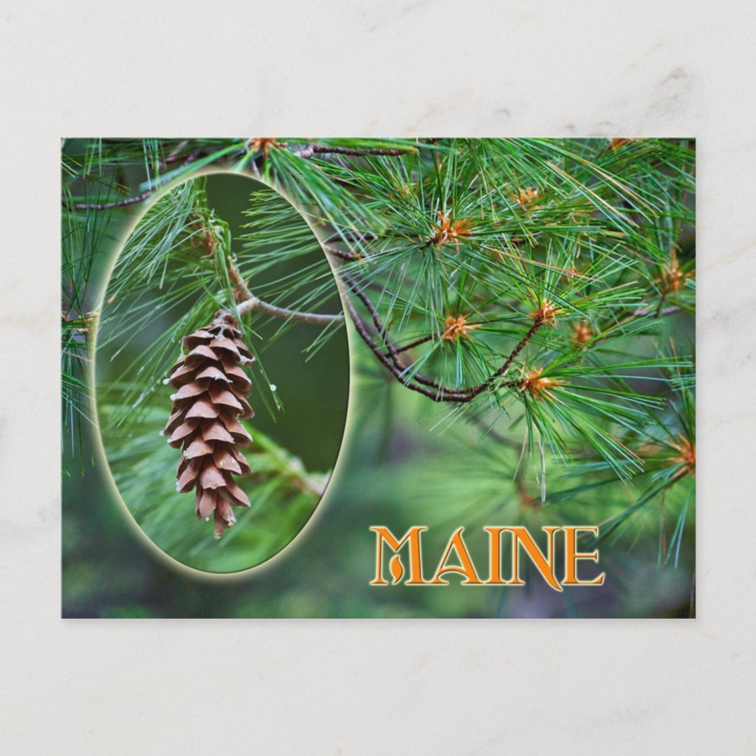 Maine State Flower White Pine Cone And Tassel Postcard Zazzle