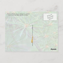 Maine State Flower: White Pine Cone and Tassel Postcard | Zazzle