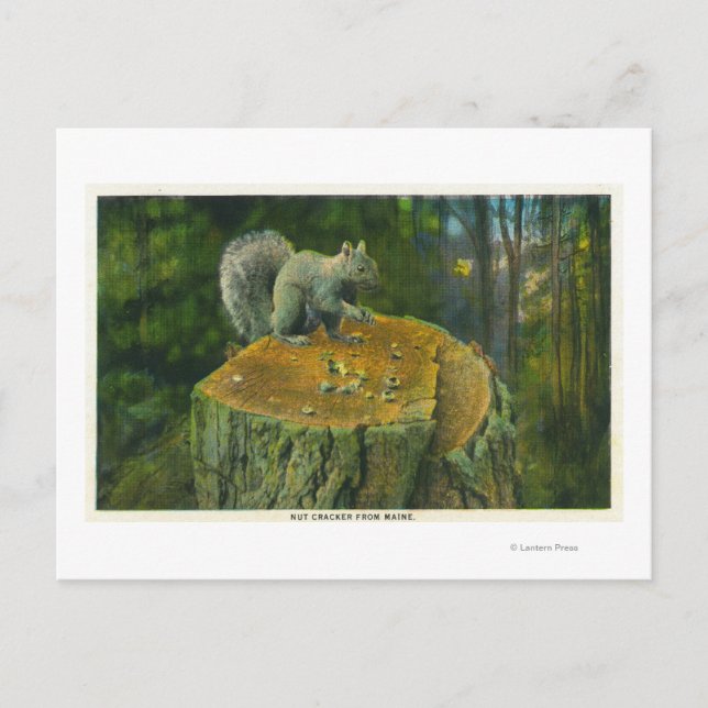 MaineA Little Nutcracker Squirrel from Maine Postcard (Front)