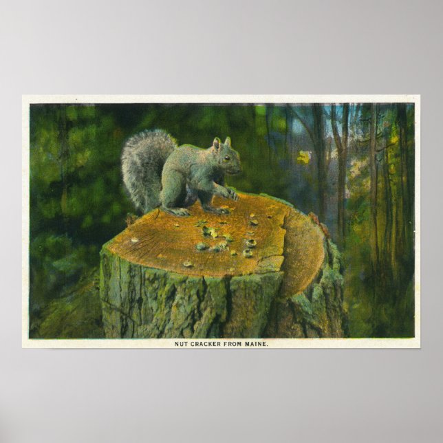 MaineA Little Nutcracker Squirrel from Maine Poster (Front)