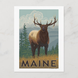 MaineElk Scene Postcard