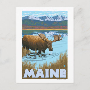 MaineMoose Drinking in Lake Postcard