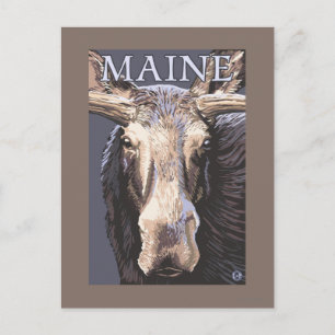 MaineMoose Up Close Postcard