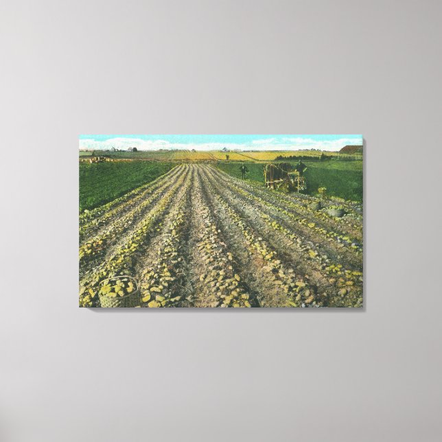MaineView of a Potato Farm in Maine Canvas Print (Front)