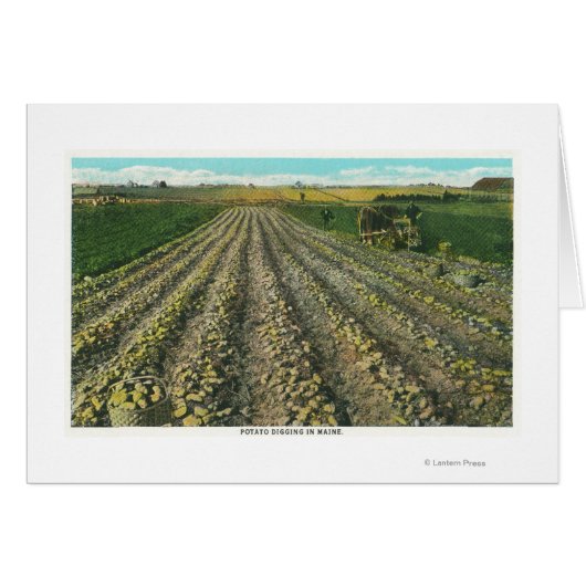 MaineView of a Potato Farm in Maine Cards (Front Horizontal)