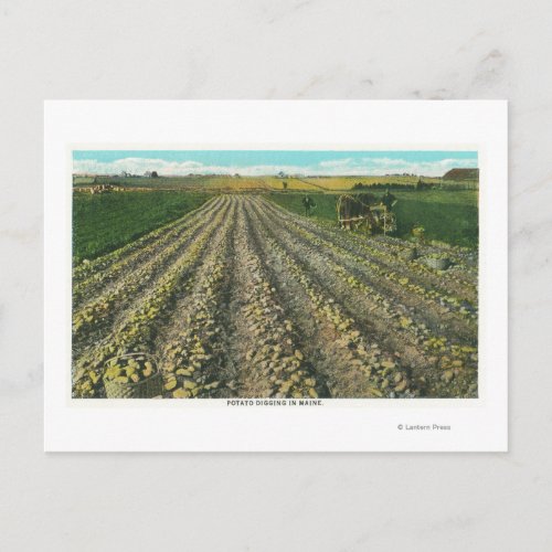 MaineView of a Potato Farm in Maine Postcard