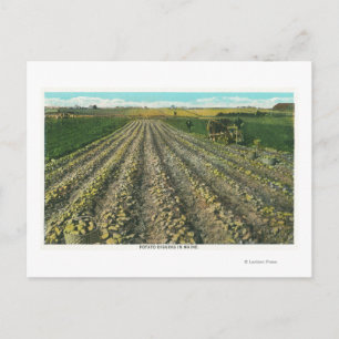 MaineView of a Potato Farm in Maine Postcard