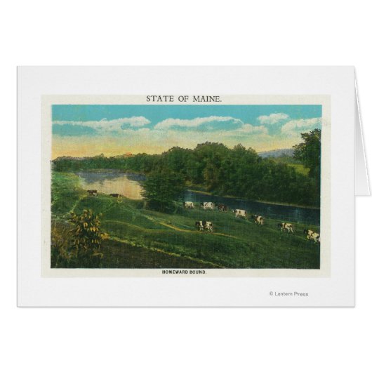 MaineView of Cows Homeward Bound Cards (Front Horizontal)