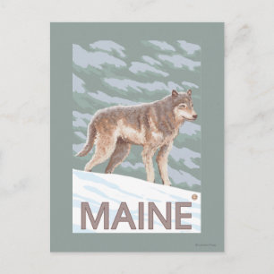 MaineWolf Scene Postcard