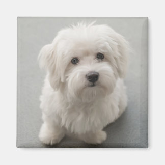 Maisie Coton de Tulear Puppy Magnet