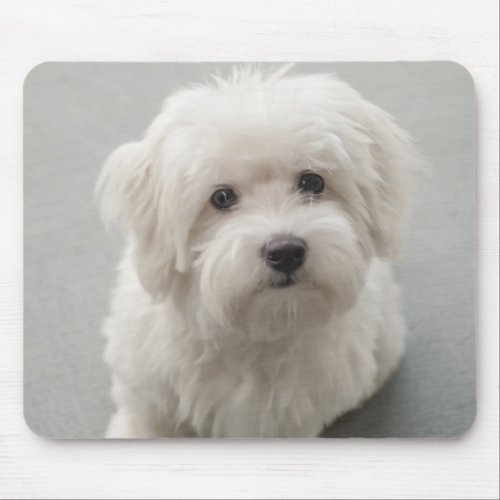 Maisie Coton de Tulear Puppy Mouse Pad