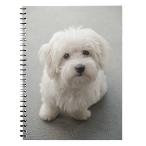 Maisie Coton de Tulear Puppy Notebook