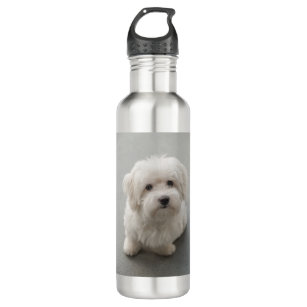 Maisie Coton de Tulear Puppy Stainless Steel Water Bottle