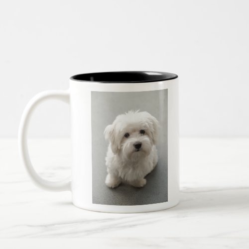 Maisie Coton de Tulear Puppy Two_Tone Coffee Mug