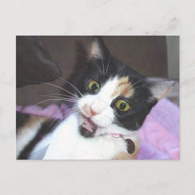 maisie postcard (Front)