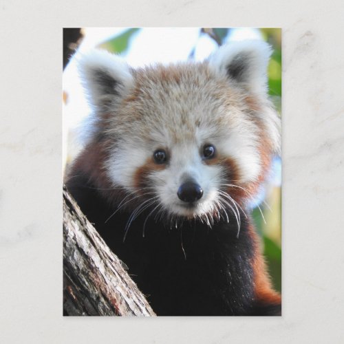 Maiya The Red Panda Postcard