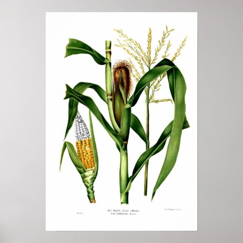 Maize Poster