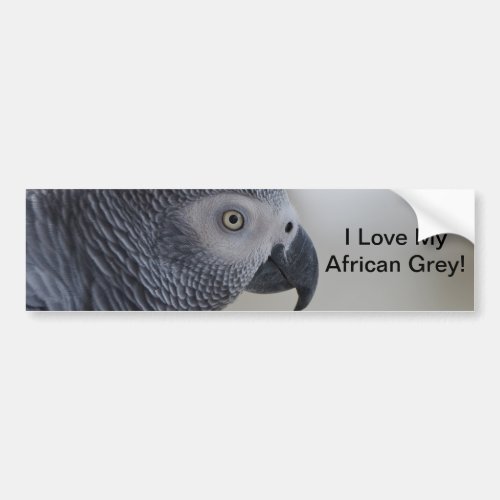 Majestic African Grey Parrot Bumper Sticker