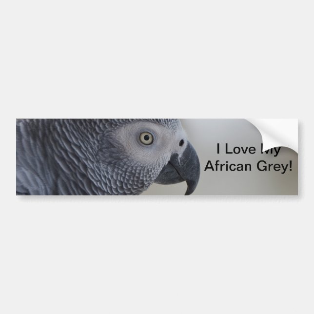 Majestic African Grey Parrot Bumper Sticker (Front)