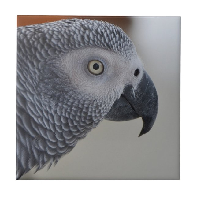 Majestic African Grey Parrot Ceramic Tile (Front)