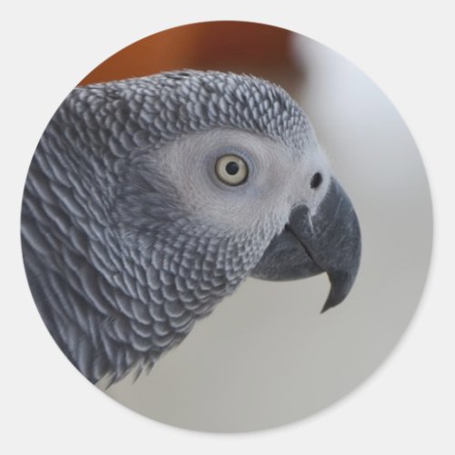 Majestic African Grey Parrot Classic Round Sticker