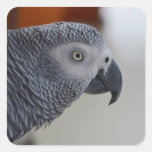 Majestic African Grey Parrot Square Sticker