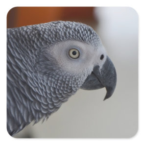 Majestic African Grey Parrot Square Sticker