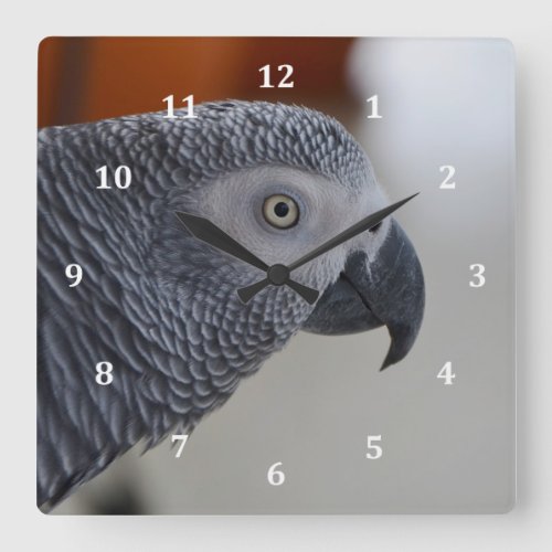 Majestic African Grey Parrot Square Wall Clock