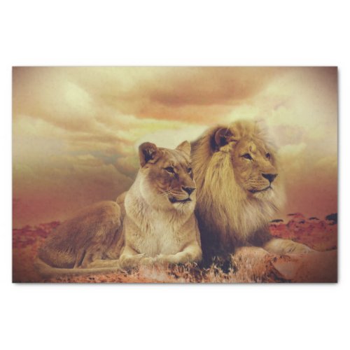 Majestic African Lion And Lioness  Tissue Paper