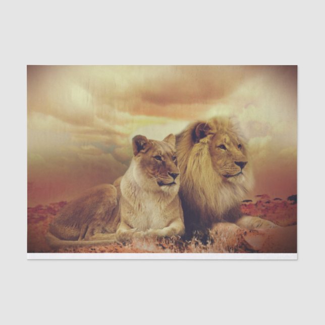 Majestic African Lion And Lioness  Tissue Paper (Front)