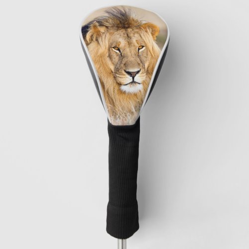 Majestic african lion wild animal photo golf head cover