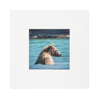 Majestic Alaskan Brown Bear Metal Print
