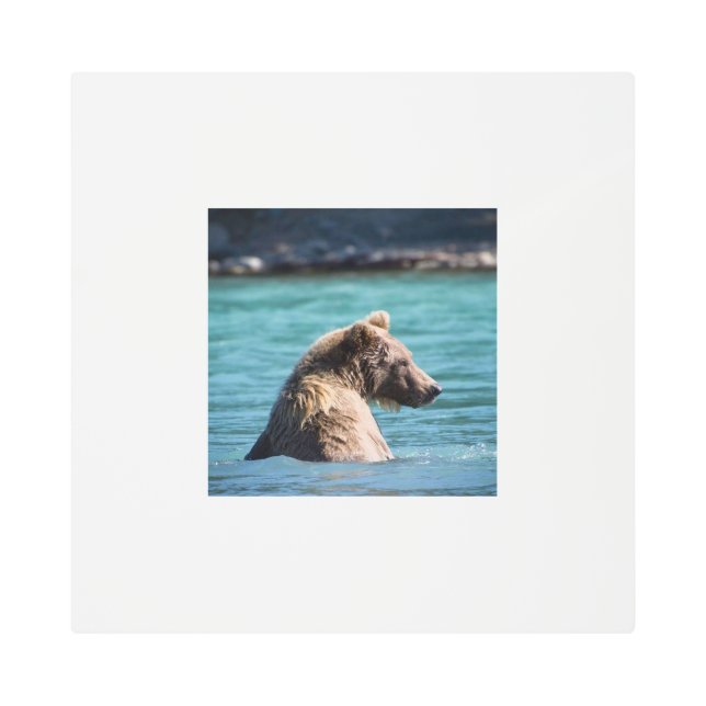 Majestic Alaskan Brown Bear Metal Print (Front)
