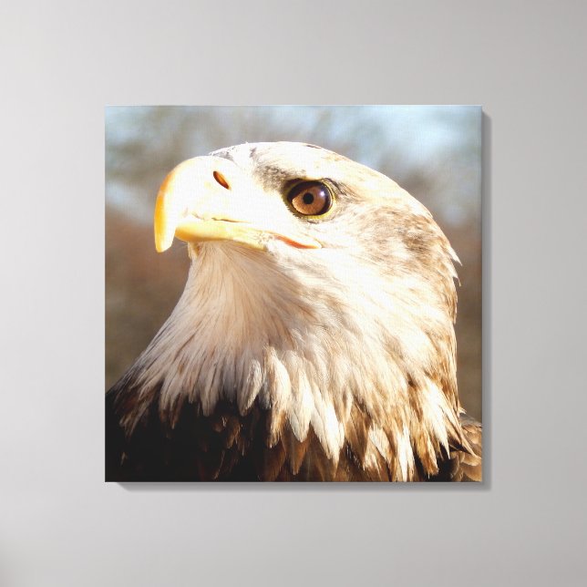 Majestic American Bald Eagle Closeup Canvas Print (Front)