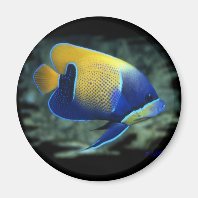 Majestic Angel Fish Magnet (Front)