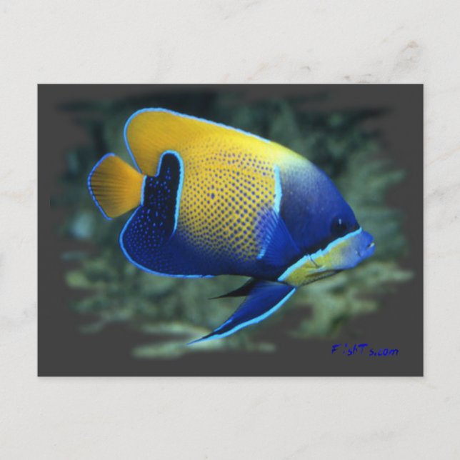 Majestic Angel Fish Postcard (Front)