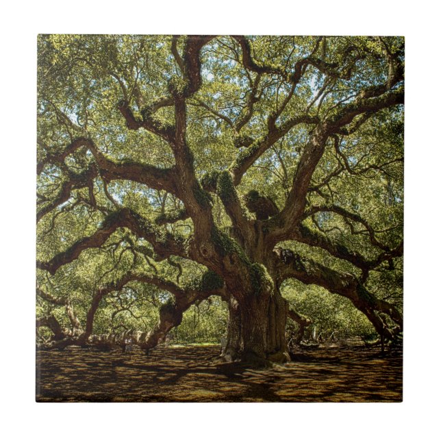 Majestic Angel Oak Ceramic Tile (Front)