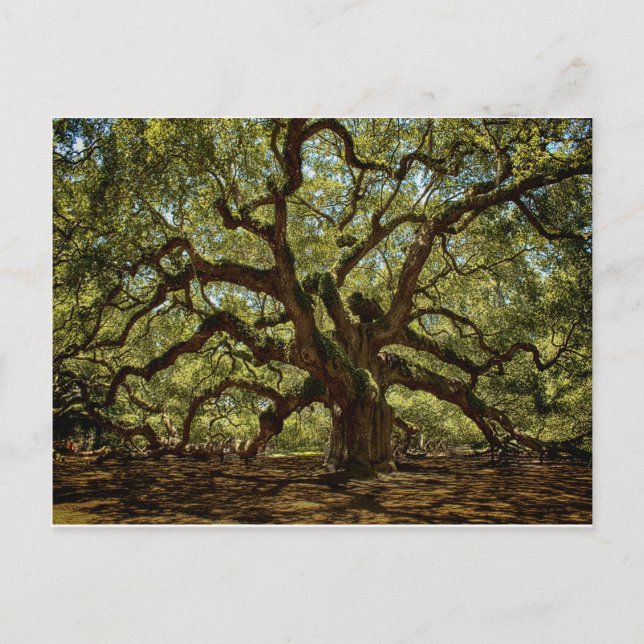 Majestic Angel Oak Postcard (Front)